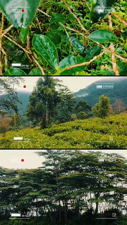 Perkebunan teh Indonesia
