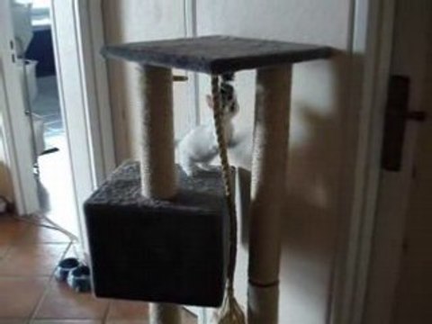 Candy découvre le grand arbre à chats