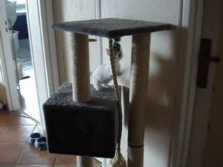 Candy découvre le grand arbre à chats