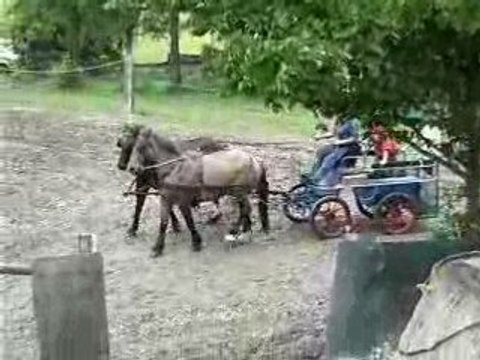 Attelage de chevaux qui nagent