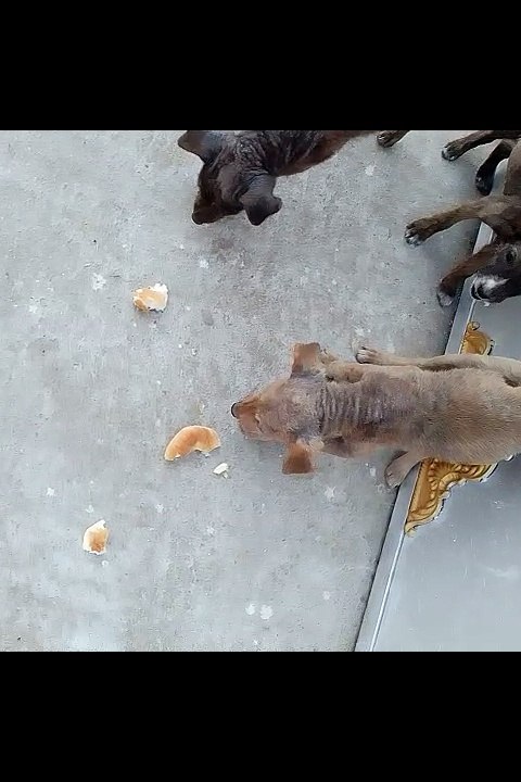 Four Adorable Puppies Having Bread