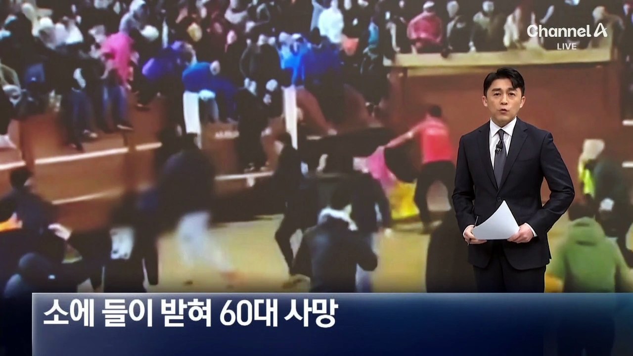 스페인서 황소 뿔에 들이 받혀 60대 사망