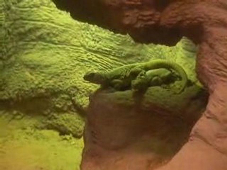 Lezard crac-crac 2