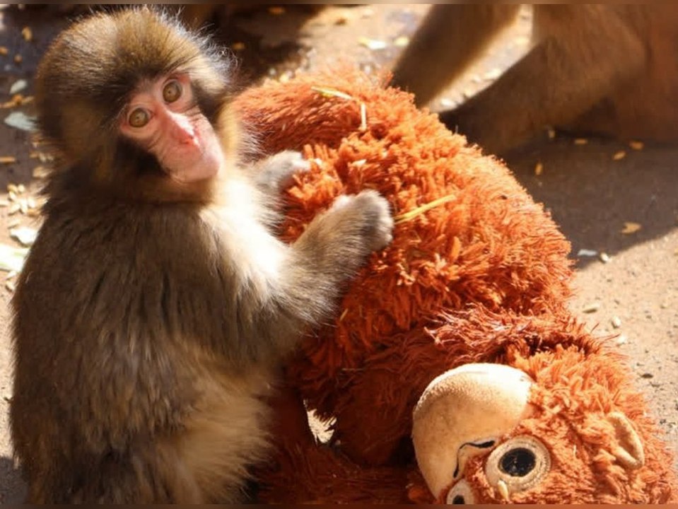 Verstoßenes Äffchen: Plüschtier dient als Mutter-Ersatz