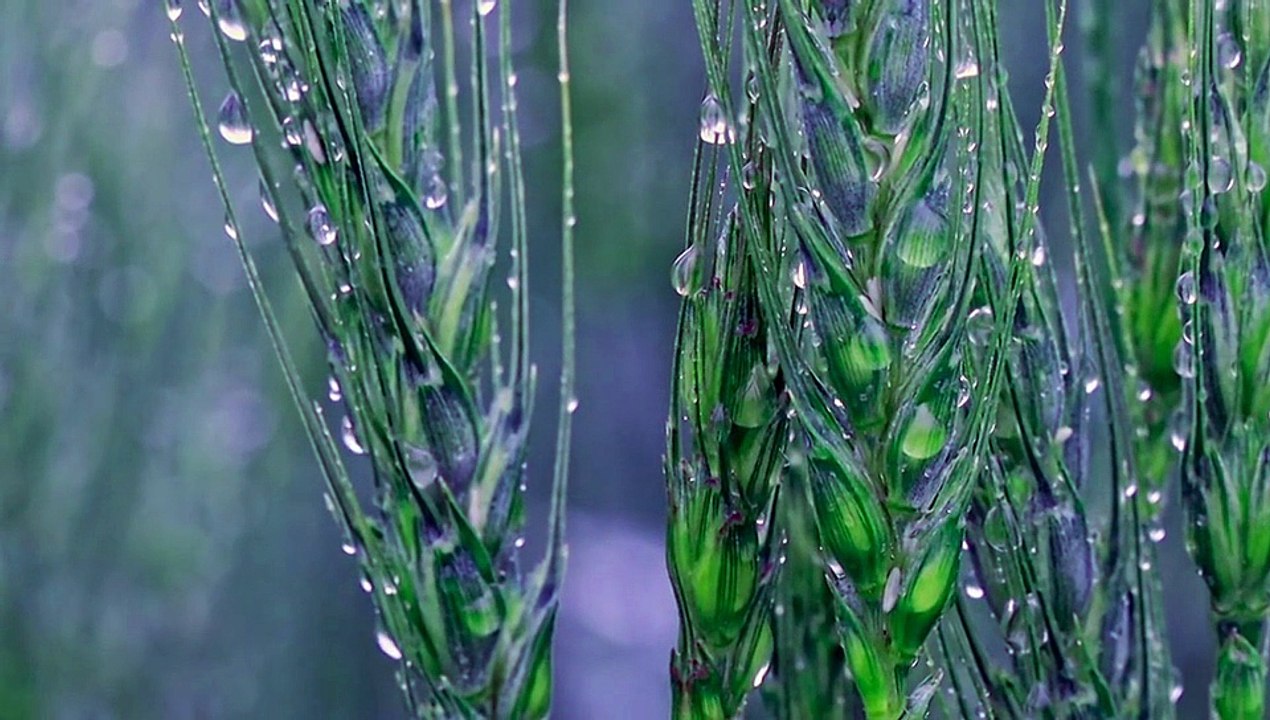 Rain