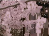 Sakura Gumi - Sakura Mankai