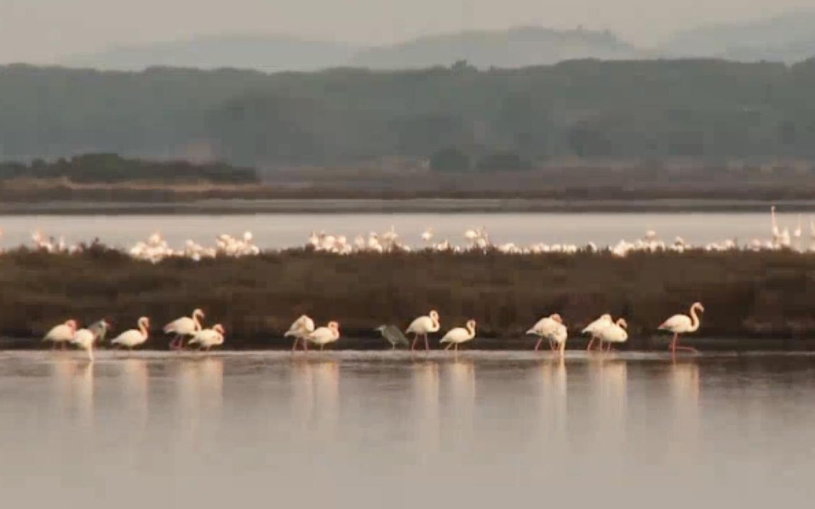 WWF Italia preannuncia le iniziative per festeggiare i suoi 60 anni