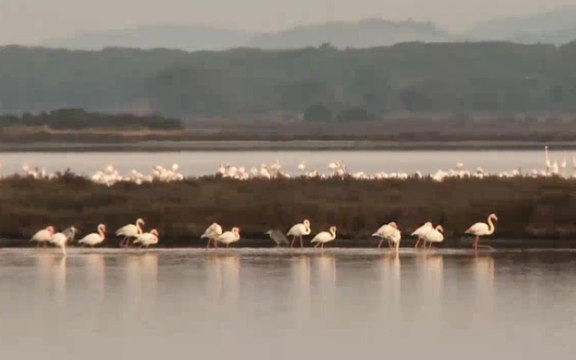 WWF Italia preannuncia le iniziative per festeggiare i suoi 60 anni