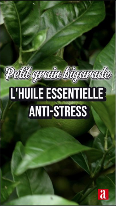 Huile essentielle de petit grain bigarade : usages antistress et précautions