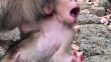 cute baby monkey 36