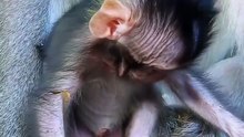 cute baby monkey 38
