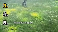 Ranking Funny Animals 2026