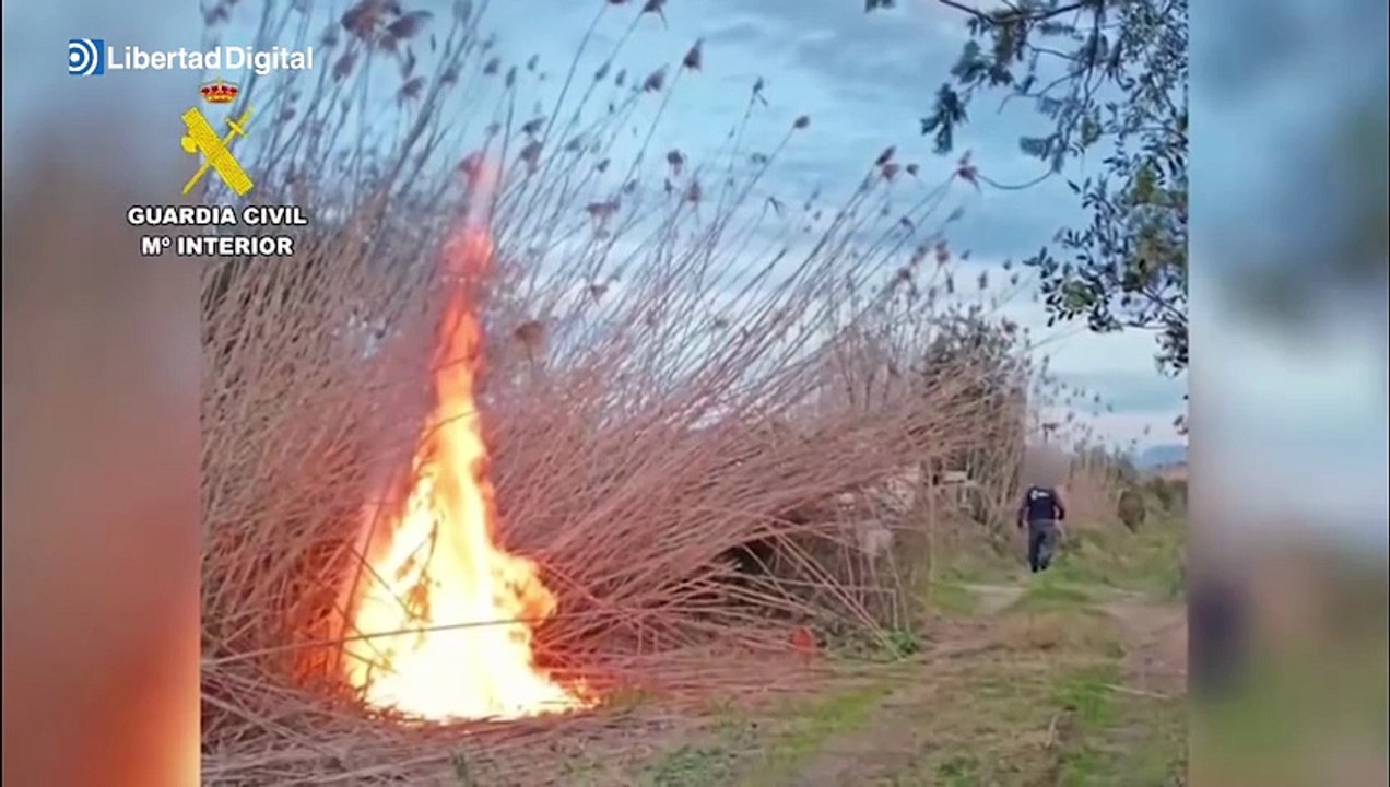 Detenido por provocar varios incendios forestales en el parque natural de s'Albufera