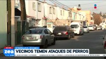 Se desata polémica luego de que jauría de perros ataque a vecinos y lomitos en Ixtapaluca
