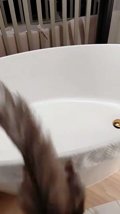 Quick Bath! And ... A Good Night! :) #cat #funny #shorts