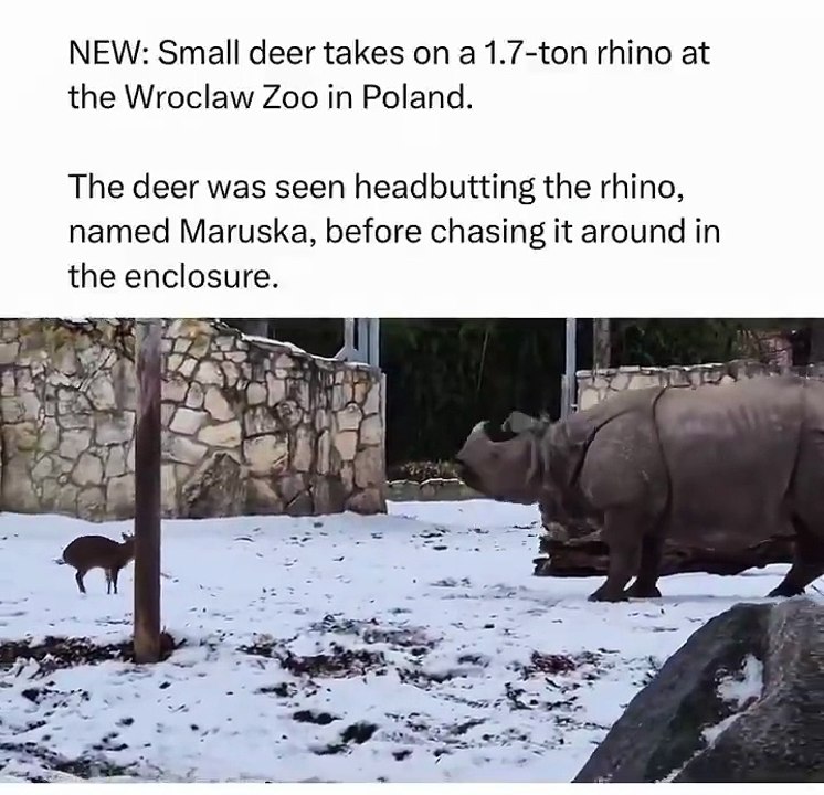 The cutest thing you’ll see all day video Dailymotion