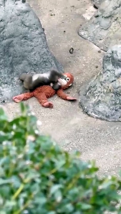 Macaco Punch