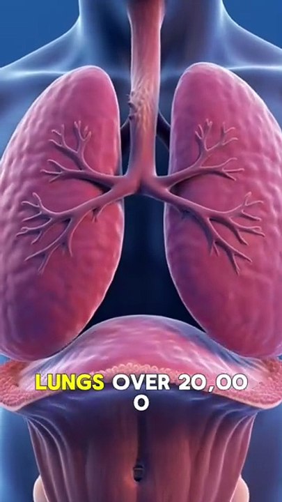 The lung