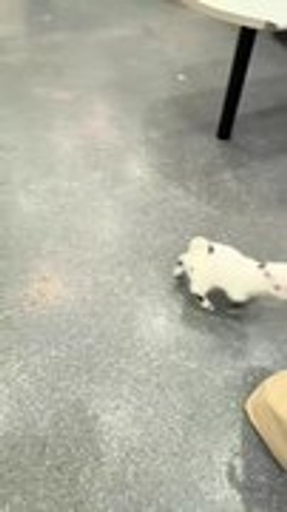 Goat Kids Playfully Chase Owner