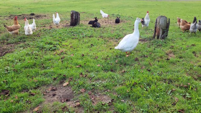 Ever worked so hard that you've fallen asleep standing up? Neither has Tooey. ;) | #SparklegleamFarm #Lemongrab #Tooey #farm #geese #farmanimals #soft #cute