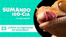 23 ¿Cómo se regeneran los animales?