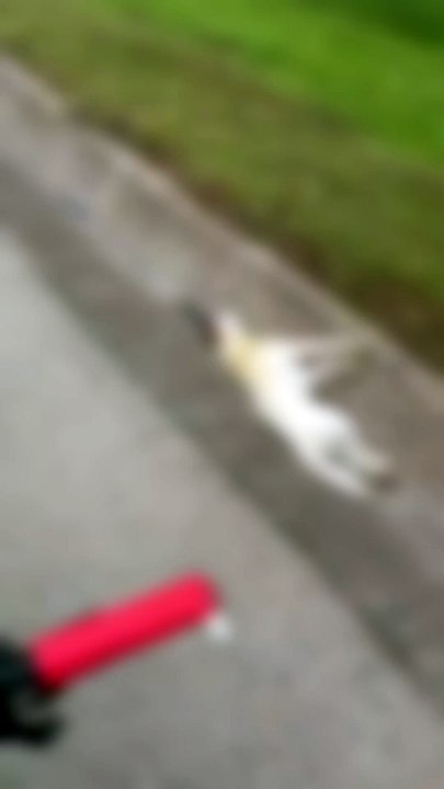 Cinco cães são atropelados e morrem em rodovia de SC