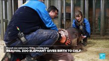 Baby elephant weighing 150 kilos born in French zoo, after delicate delivery