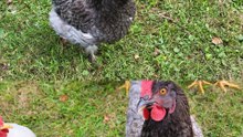 Blue hen appreciation post. | #SparklegleamFarm #Chicken #farm #farmanimals #cute