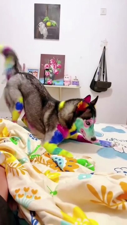 Rainbow Husky 🌈😂