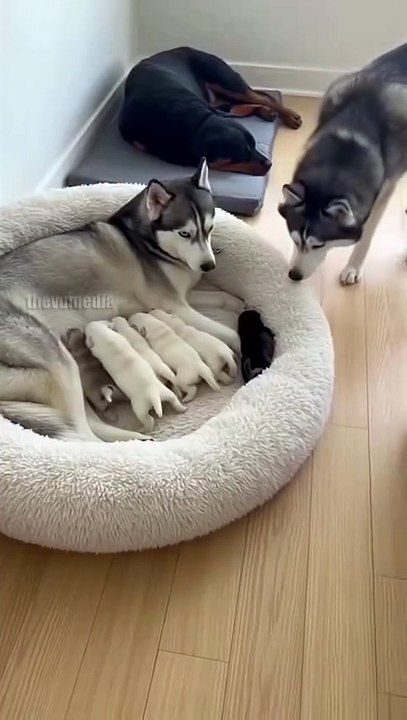 A male Husky discovers a black puppy in a litter of white Huskies. He hilariously 'returns' the pup to a sleeping Rottweiler, then gives the mother Husky an accusatory side-eye and bark.