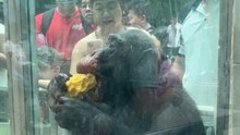 Well-mannered orangutan at Saigon Zoo eats a mango after cleaning it