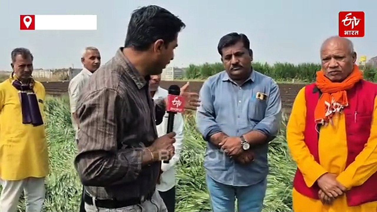 बारिश के बाद खेतों में गेहूं की फसल देख रो पड़े किसान, बोले-नहीं लग रहा बीमा कंपनी का नंबर
