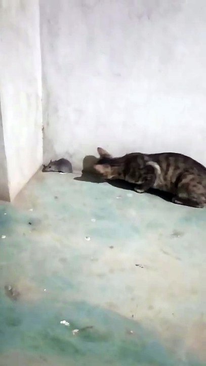 Cat mouse fight