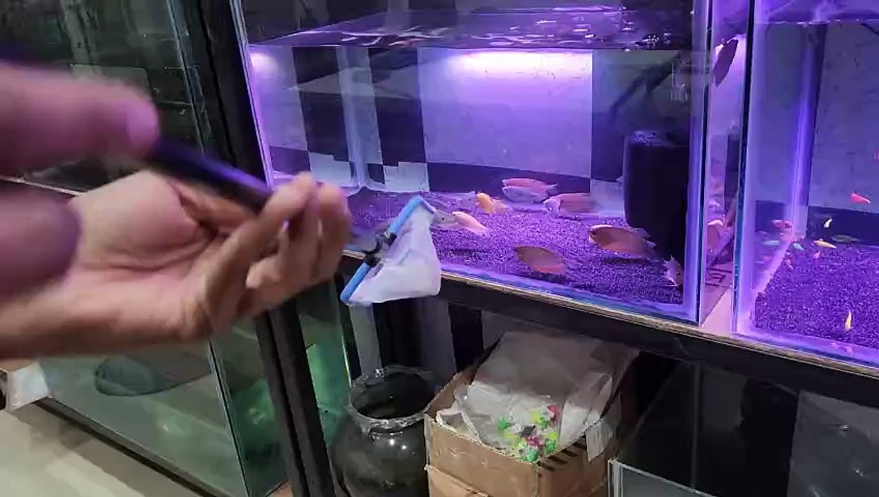 Live Feeding Gourami To Arowana/Arowana Live Feeding #aquarium #pet #fishlove #shorts #viral