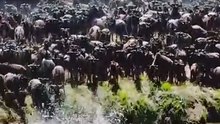 "Phenomenon of animal migration 'Lives at stake'"