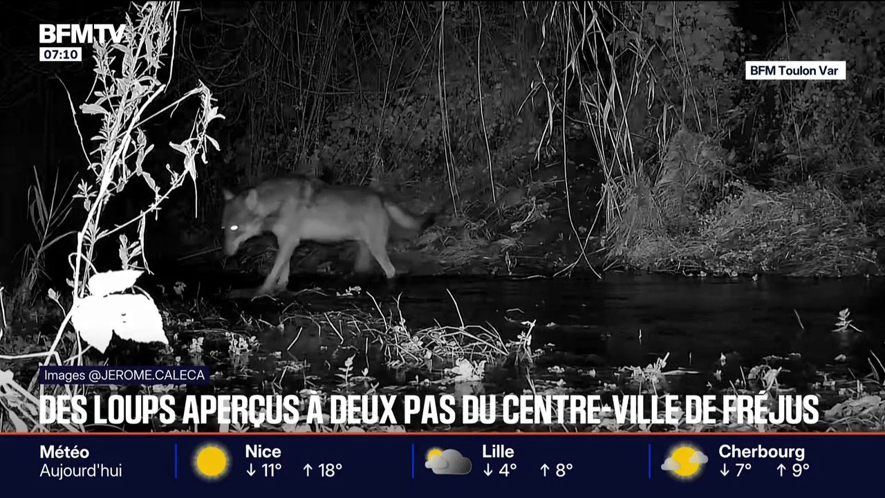 Fréjus: de plus en plus de loups aperçus à proximité du centre-ville