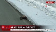 Ardahan’da nesli tehlike altındaki su samuru karayolunda görüntülendi