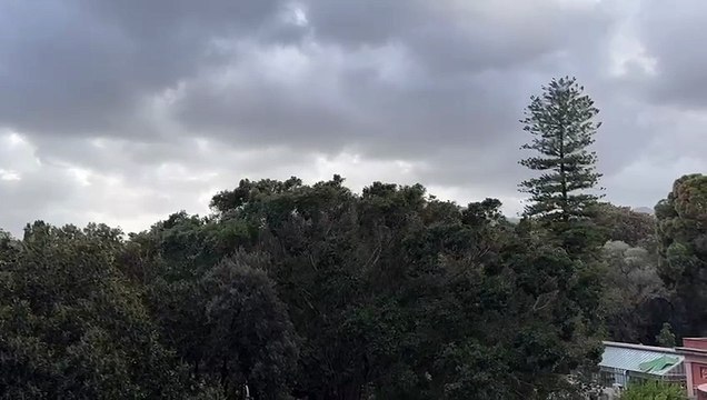 Il vento sferza la Sicilia, danni e alberi sradicati: disagi da Palermo a Siracusa