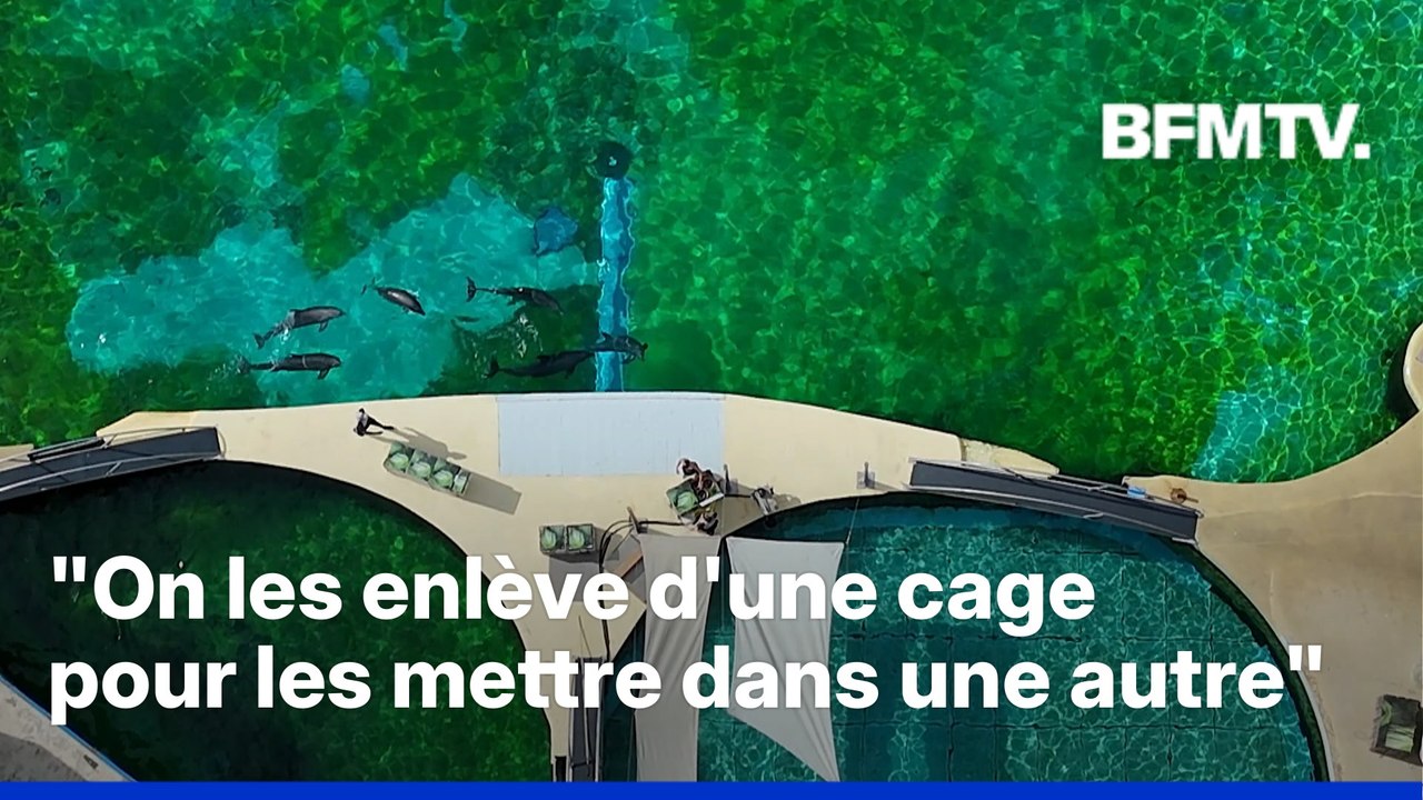 Le sort des orques de Marineland toujours incertain alors que des dauphins iront au ZooParc de Beauval
