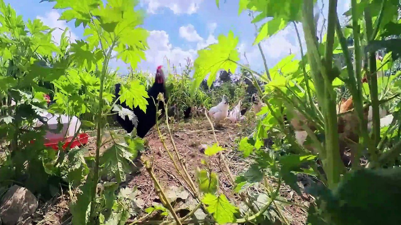 Healthy Soil with Chickens