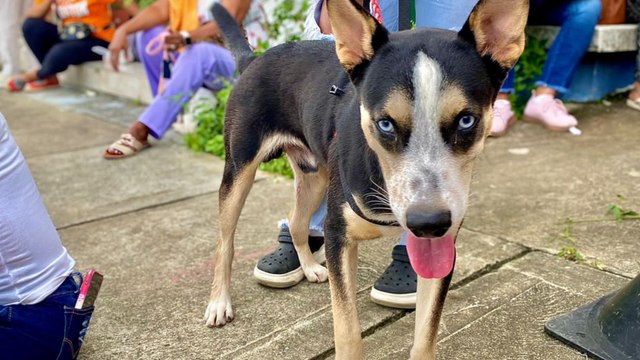 Gobernación de Antioquia envió brigadas para proteger animales afectados por las lluvias en el Urabá