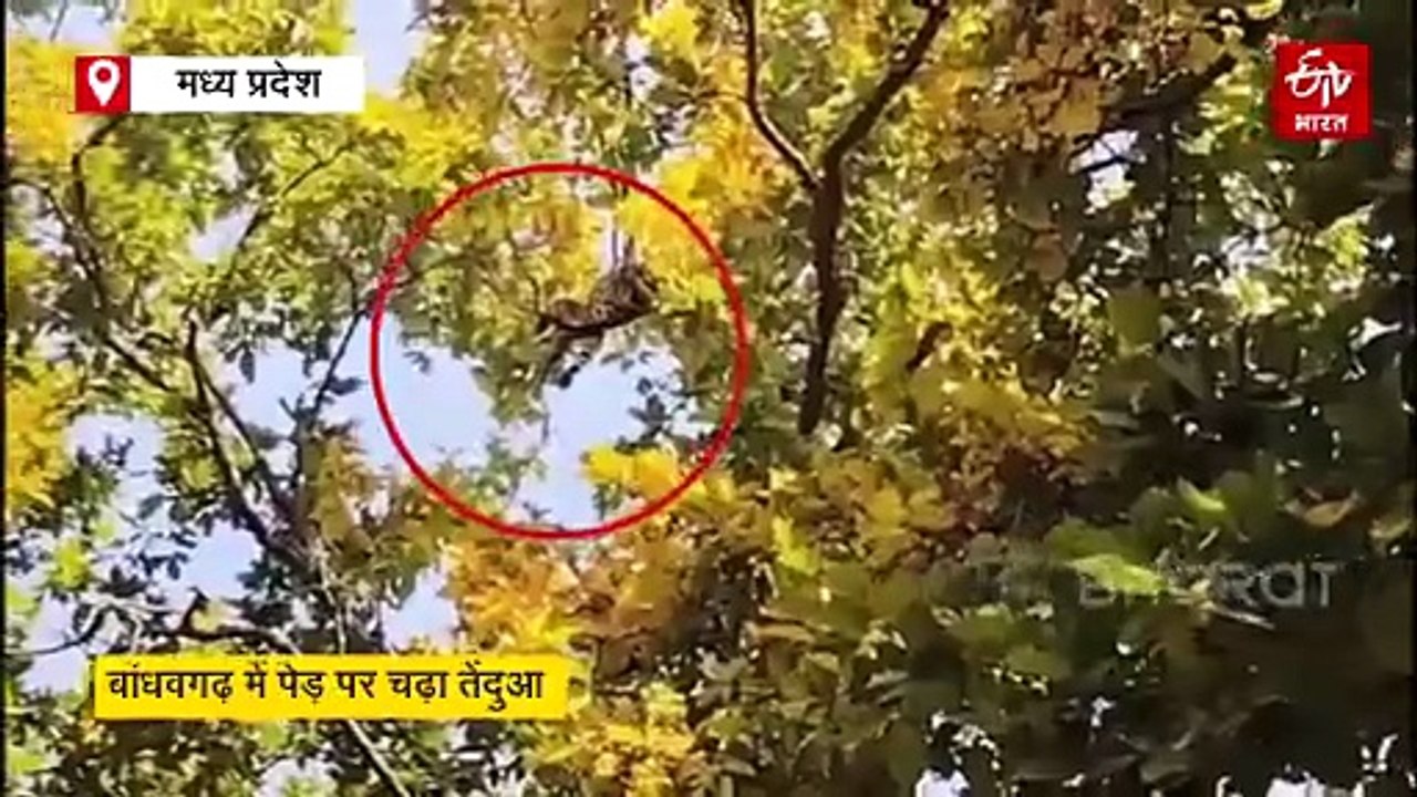 बांधवगढ़ टाइगर रिजर्व में पेड़ पर चढ़ा तेंदुआ, भीड़ के कारण घंटों एक डाल पर लटका रहा
