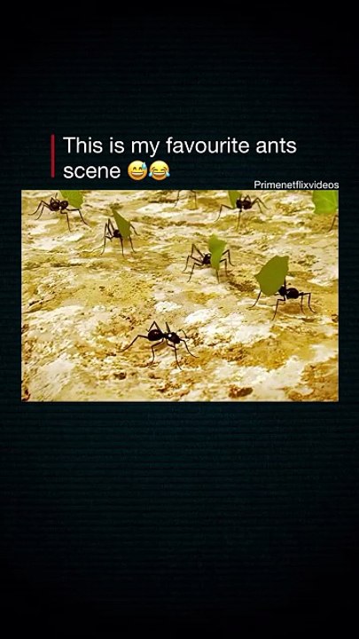 🎬 Interesting Fact- Minuscule (2012) — Big Adventures, Tiny HeroesMinuscule tells epic stories