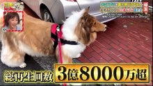 テレビ朝日「買い主が見てみたい」2025-0215着れる実物大の犬