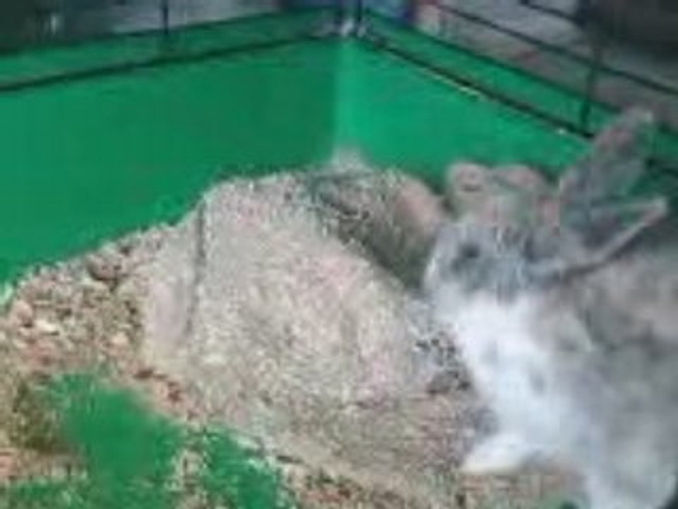 ma lapine qui s'éclate