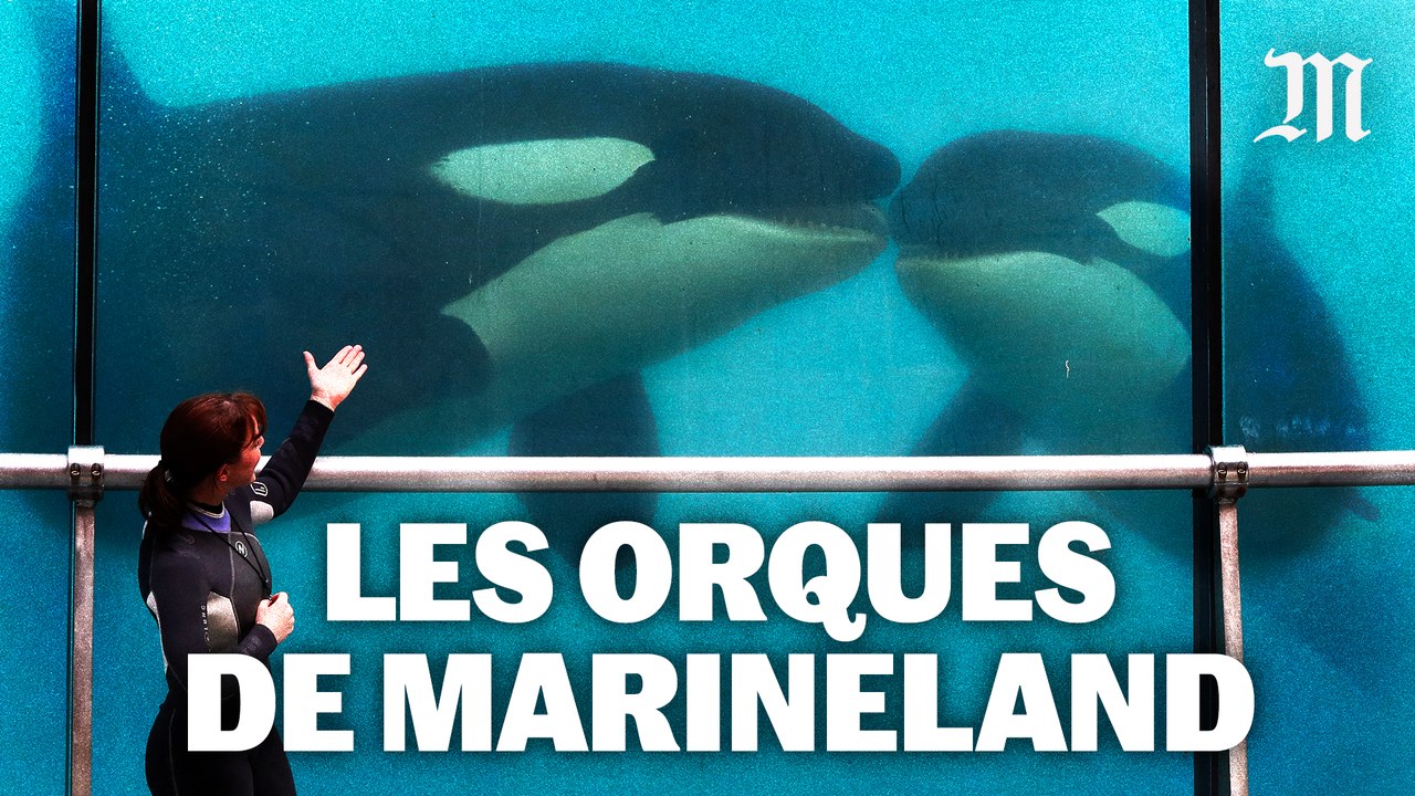 Marineland d’Antibes : les dauphins et les orqu...