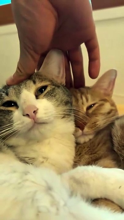 Two Cats Relaxing Together Happily.” 🐾💕