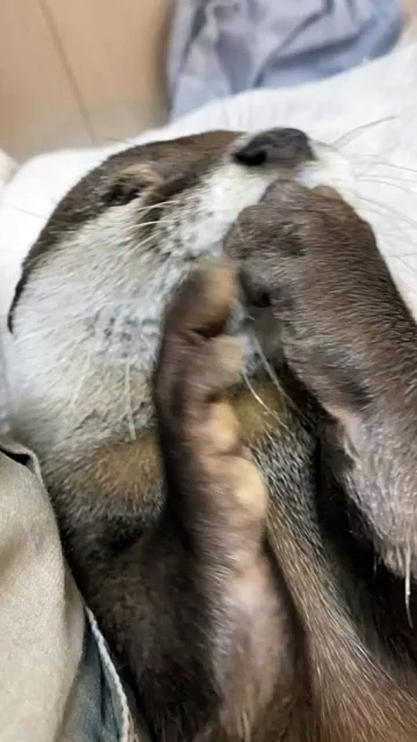 ⁣Otter loves finger chips🦦