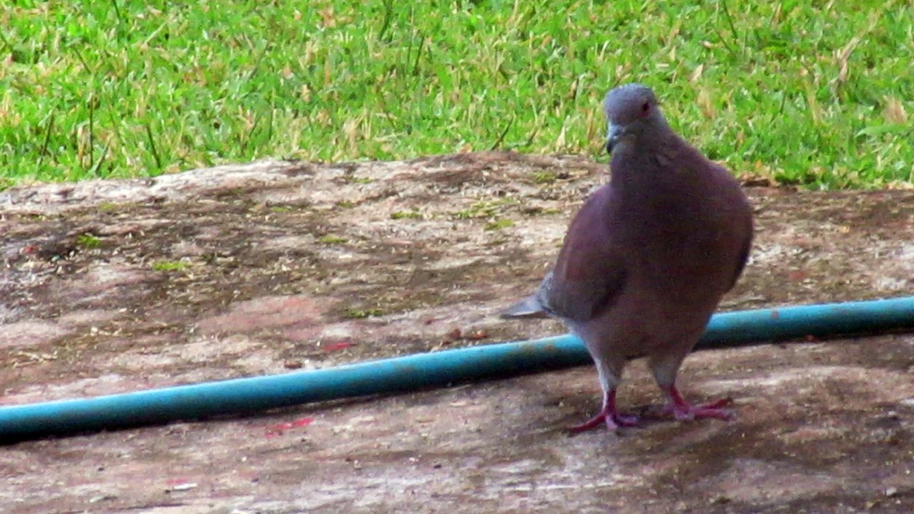Pure Elegance! 🕊️ Look at the perfect walk of this Red Dove