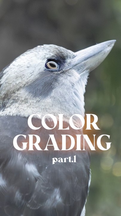 Color grading picture